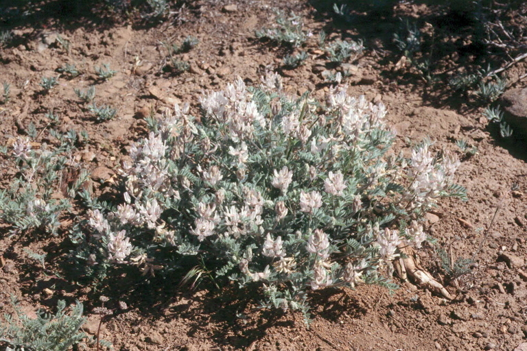 Imagem de Astragalus andersonii A. Gray