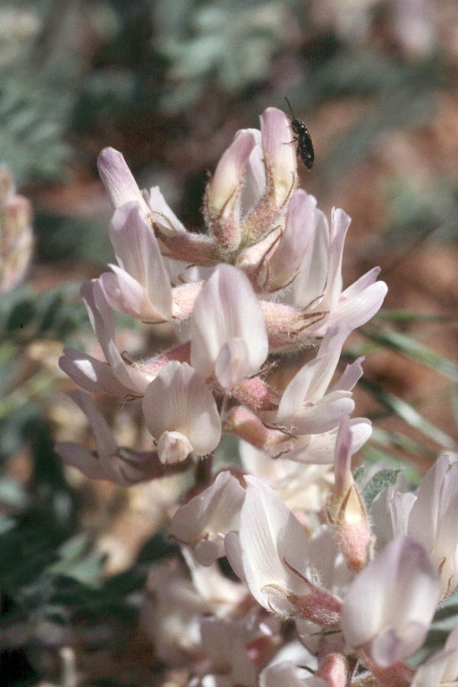 Image de Astragalus andersonii A. Gray