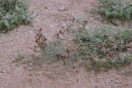 Imagem de Astragalus casei A. Gray