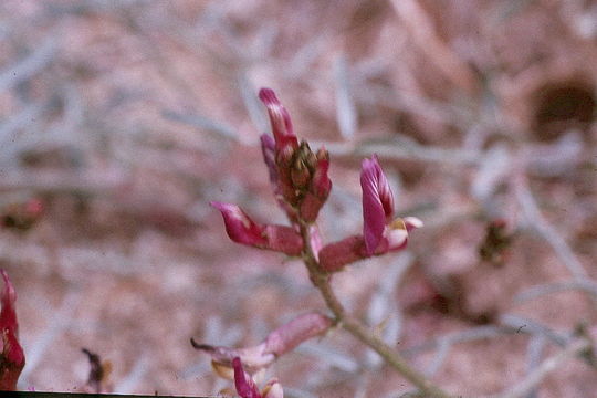 Image de Astragalus casei A. Gray