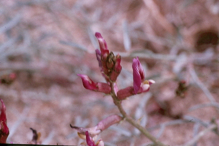 Imagem de Astragalus casei A. Gray