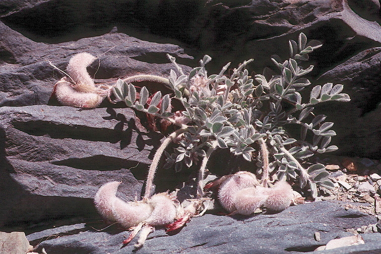 Image of scarlet milkvetch