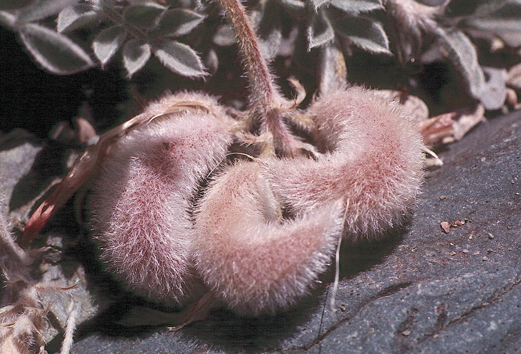 Image of scarlet milkvetch