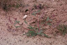Imagem de Astragalus malacus A. Gray