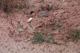 Image of shaggy milkvetch