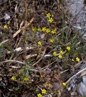 Image de Linum trigynum L.