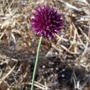 Imagem de Allium sphaerocephalon L.