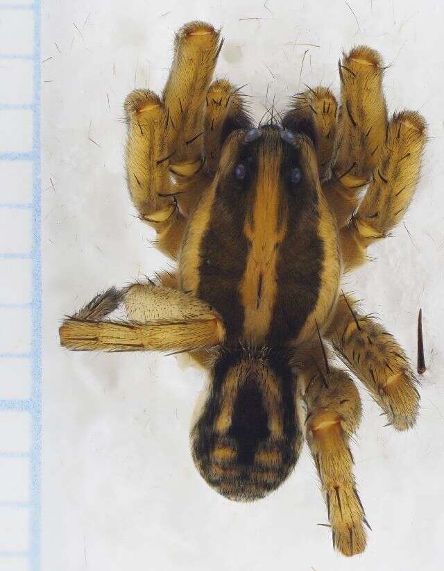 Image of Burrowing Wolf Spiders