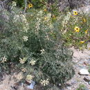 Image de Astragalus trichopodus var. lonchus (M. E. Jones) Barneby