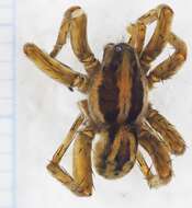 Image of Burrowing Wolf Spiders