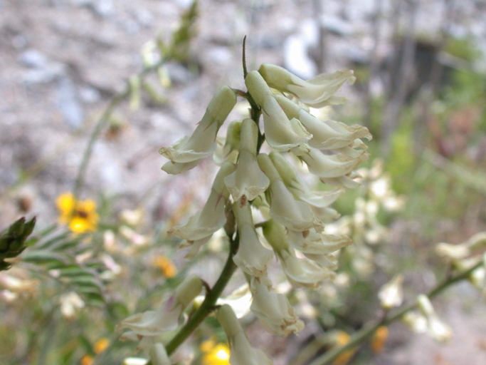 Image of Santa Barbara milkvetch