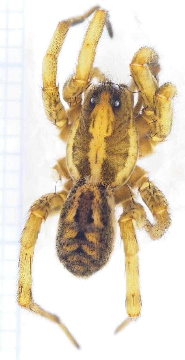 Image of Burrowing Wolf Spiders