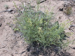 Image of basalt milkvetch