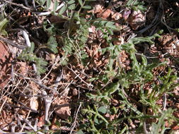 Image of sharpkeel milkvetch