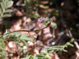 Image of sharpkeel milkvetch