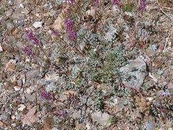 Image de Astragalus lentiginosus var. fremontii (A. Gray ex Torr.) S. Watson