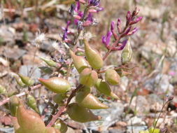 Image de Astragalus lentiginosus var. fremontii (A. Gray ex Torr.) S. Watson