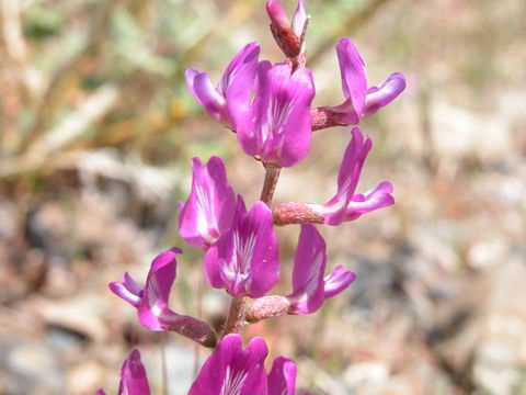 Imagem de Astragalus lentiginosus var. fremontii (A. Gray ex Torr.) S. Watson