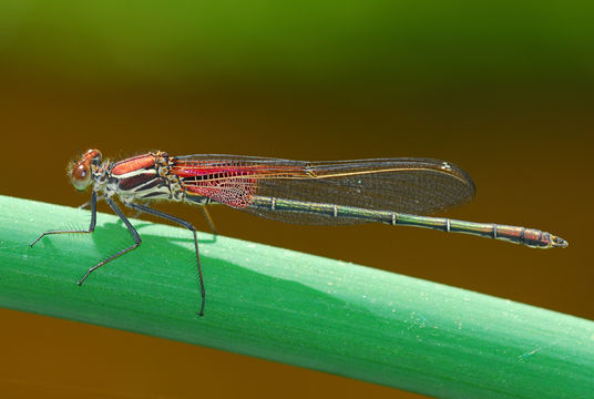 Image of American Rubyspot