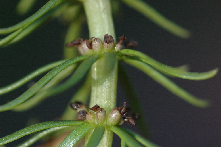 Image of common mare's-tail