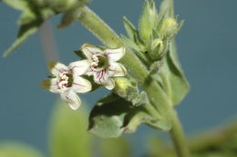 Image of Susanville beardtongue