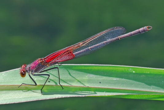 Imagem de Hetaerina americana (Fabricius 1798)