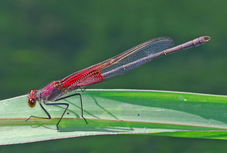 Image of American Rubyspot