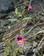 Plancia ëd <i>Mimulus filicaulis</i>