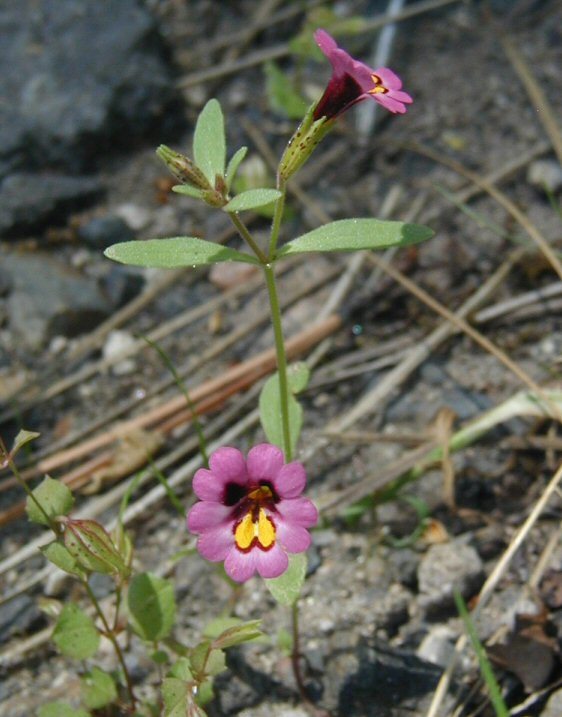 Image of <i>Mimulus filicaulis</i>