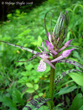 Image de Dactylorhiza urvilleana (Steud.) H. Baumann & Künkele