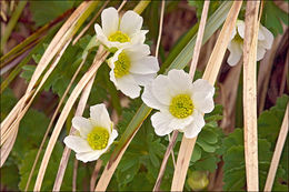 Image of Callianthemum coriandrifolium Rchb.