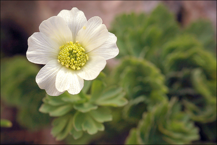 Image of Callianthemum coriandrifolium Rchb.