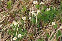 Image of Callianthemum coriandrifolium Rchb.