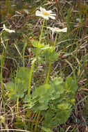 Image of Callianthemum coriandrifolium Rchb.