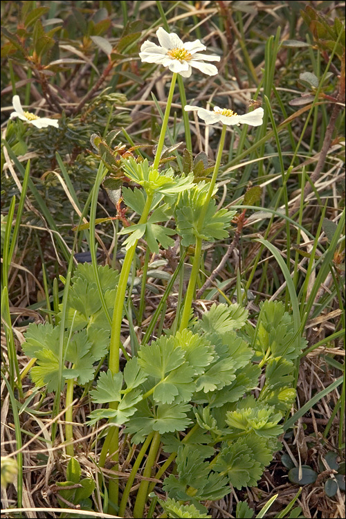 Image of Callianthemum coriandrifolium Rchb.