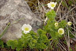 Image of Callianthemum coriandrifolium Rchb.