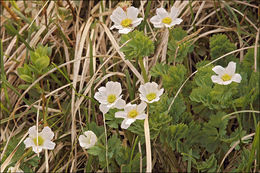 Image of Callianthemum coriandrifolium Rchb.