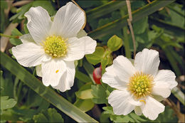 Image of Callianthemum coriandrifolium Rchb.