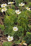 Image of Callianthemum coriandrifolium Rchb.