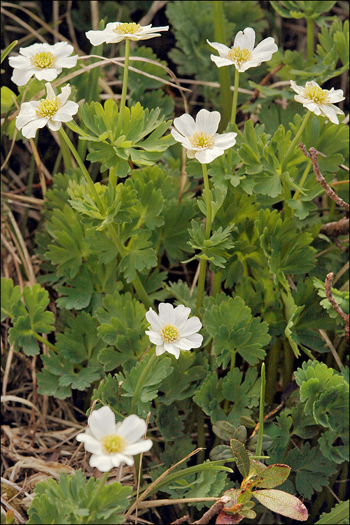 Image of Callianthemum coriandrifolium Rchb.