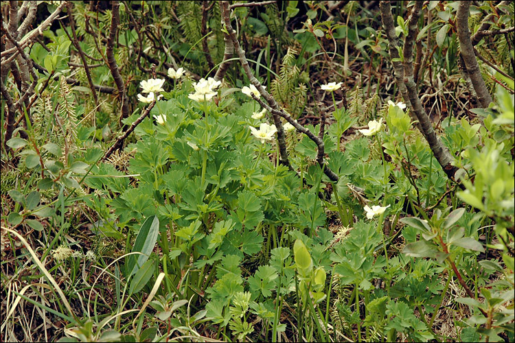 Image of Callianthemum coriandrifolium Rchb.