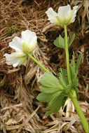 Image of Callianthemum coriandrifolium Rchb.