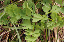 Image of Callianthemum coriandrifolium Rchb.