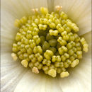 Image of Callianthemum coriandrifolium Rchb.