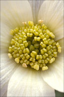 Image of Callianthemum coriandrifolium Rchb.