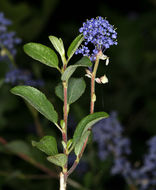 Image of Lemmon's ceanothus