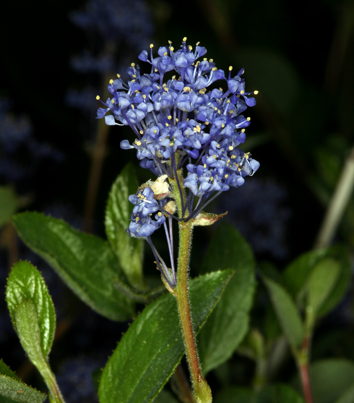 Image of Lemmon's ceanothus