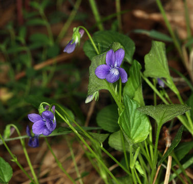 Sivun Viola adunca Sm. kuva