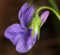 Image of Early Blue (Hook) Violet
