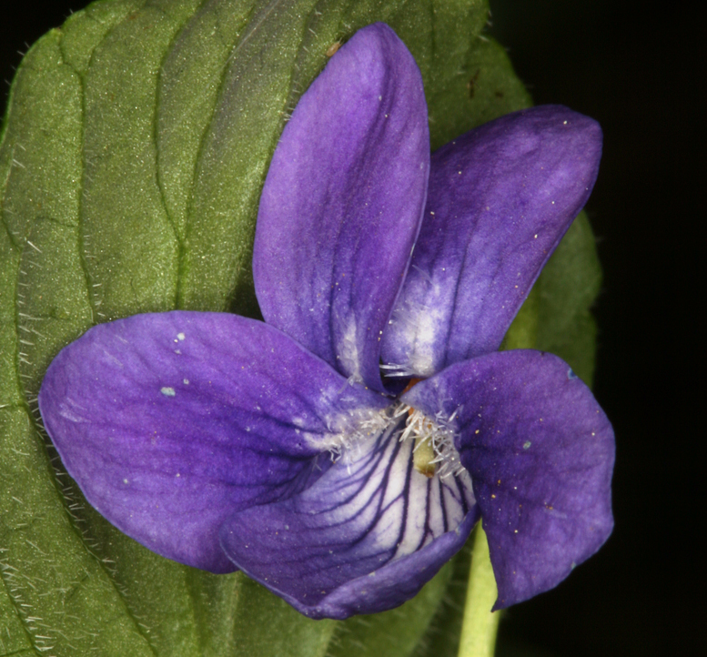 Sivun Viola adunca Sm. kuva